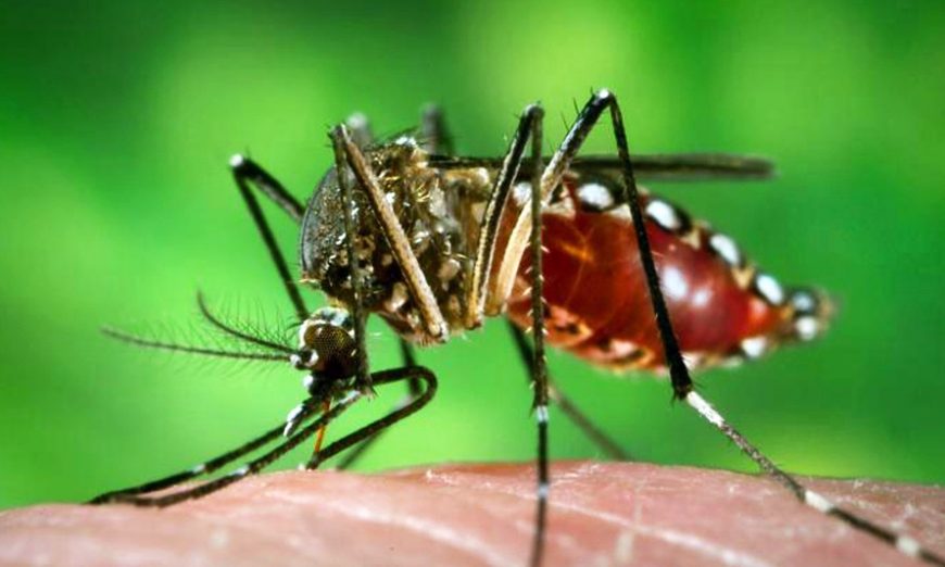 mosquito da dengue